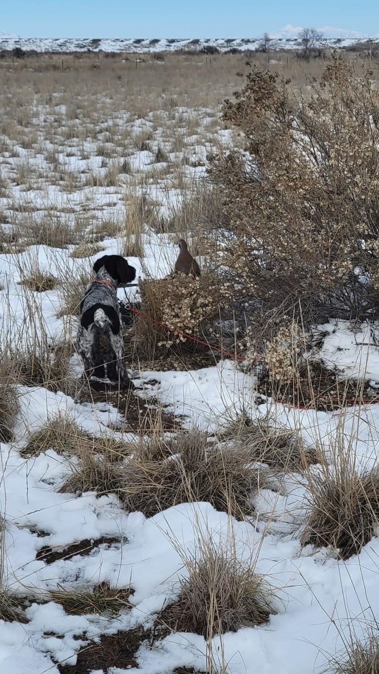 Sadie, a German Wirehaired Pointer tested with EmbarkVet.com