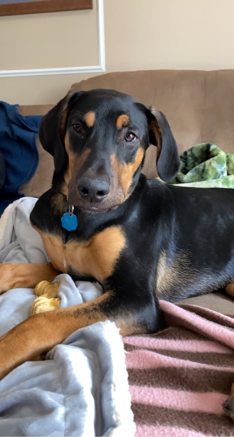 Arlo, a Doberman Pinscher and Miniature/MAS-type Australian Shepherd mix tested with EmbarkVet.com