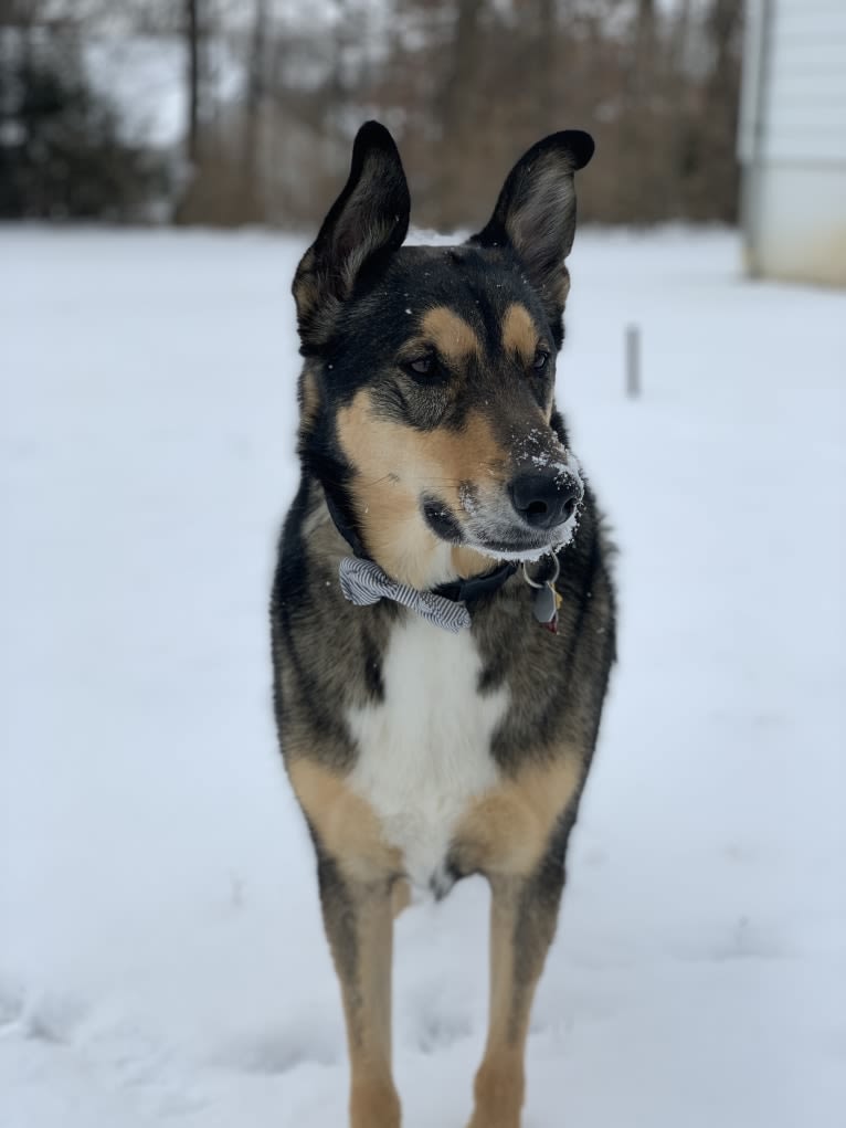 Bauer, an Alaskan Malamute and Shetland Sheepdog mix tested with EmbarkVet.com