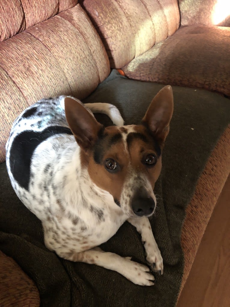 Sadie, an Australian Cattle Dog and Border Collie mix tested with EmbarkVet.com