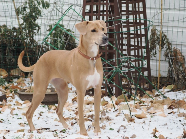 Lila, an American Pit Bull Terrier and Labrador Retriever mix tested with EmbarkVet.com