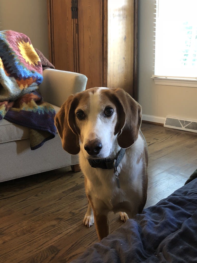 Cooper, an American Foxhound tested with EmbarkVet.com