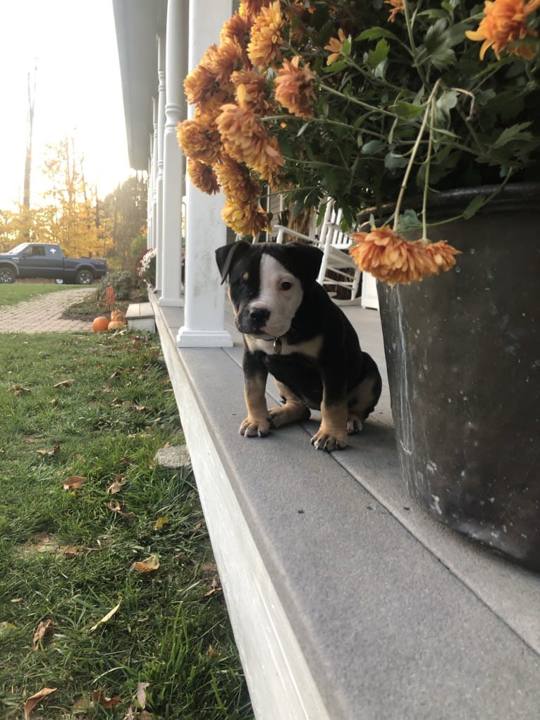 Hazel, a Bulldog and American Pit Bull Terrier mix tested with EmbarkVet.com