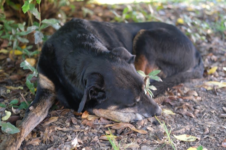 Talon, a Labrador Retriever and Treeing Walker Coonhound mix tested with EmbarkVet.com