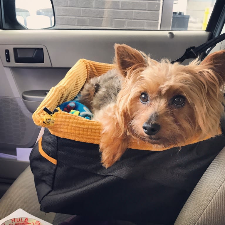 Ross, a Yorkshire Terrier tested with EmbarkVet.com