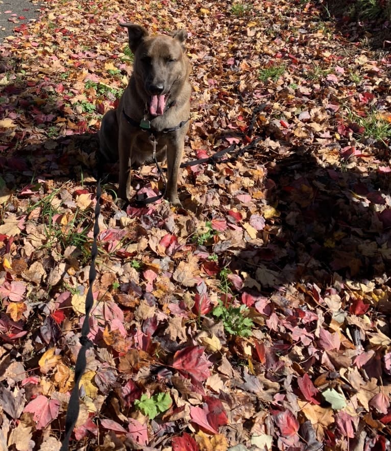 Gracie, an American Pit Bull Terrier and Labrador Retriever mix tested with EmbarkVet.com