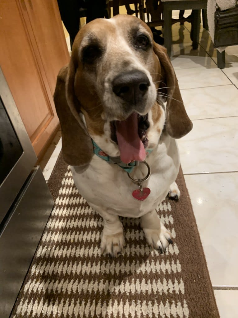 Leia, a Basset Hound tested with EmbarkVet.com