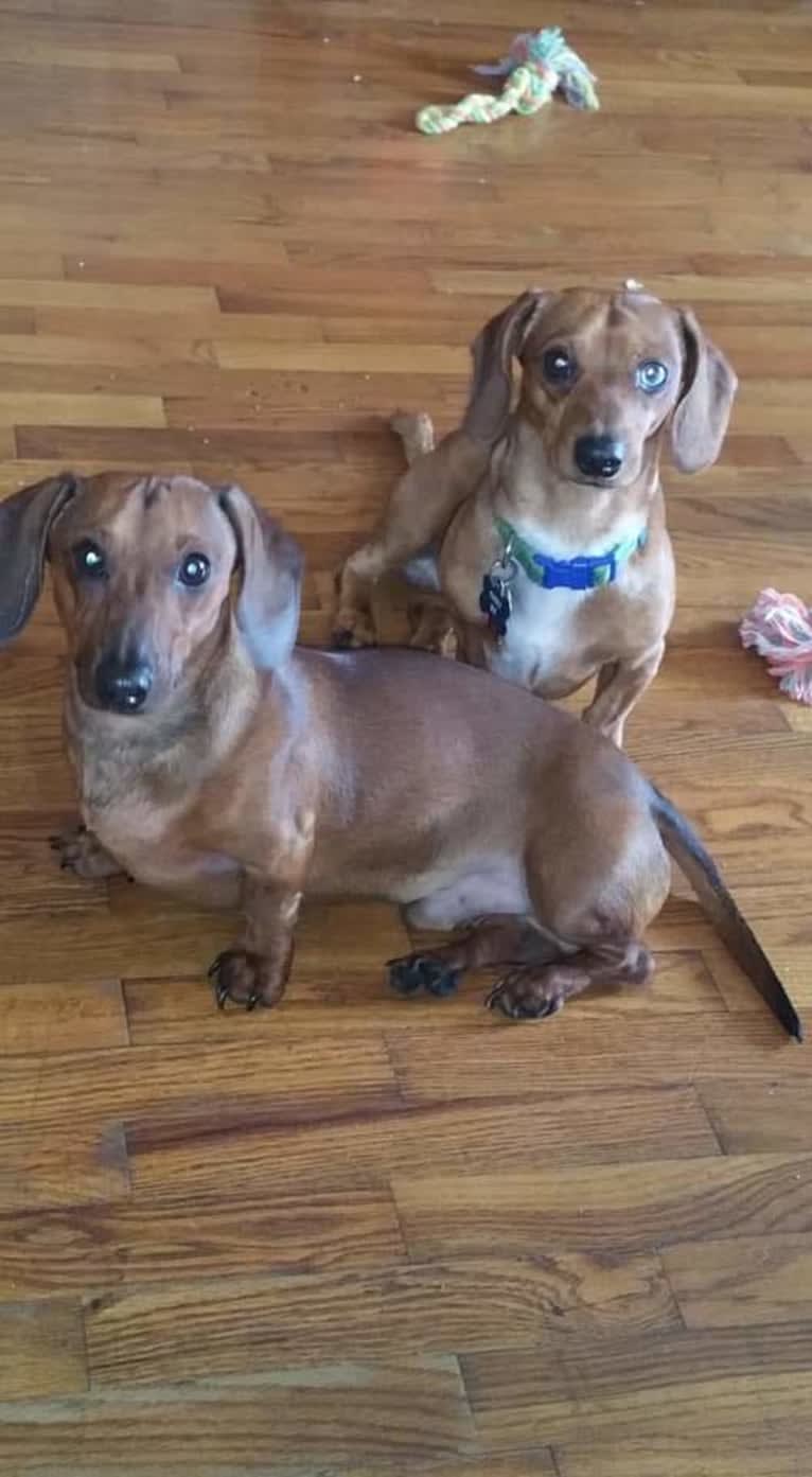 Casey, a Dachshund tested with EmbarkVet.com