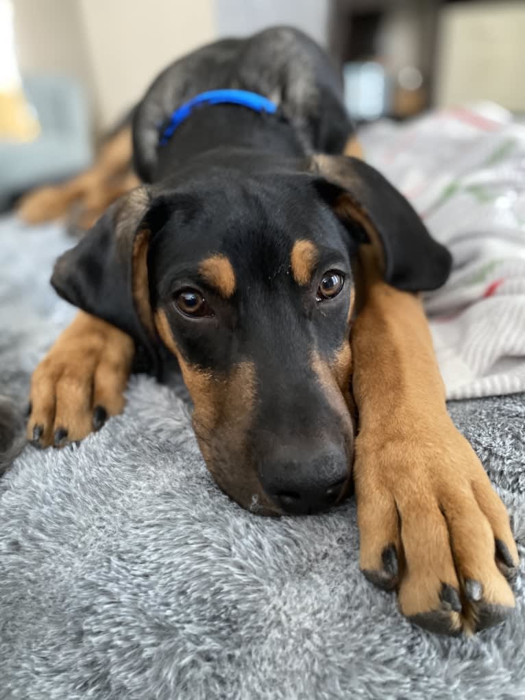 Arlo, a Doberman Pinscher and Miniature/MAS-type Australian Shepherd mix tested with EmbarkVet.com