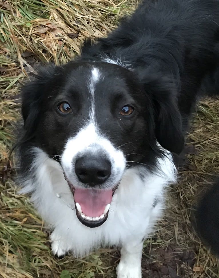 Brandywine Verity, an English Shepherd tested with EmbarkVet.com