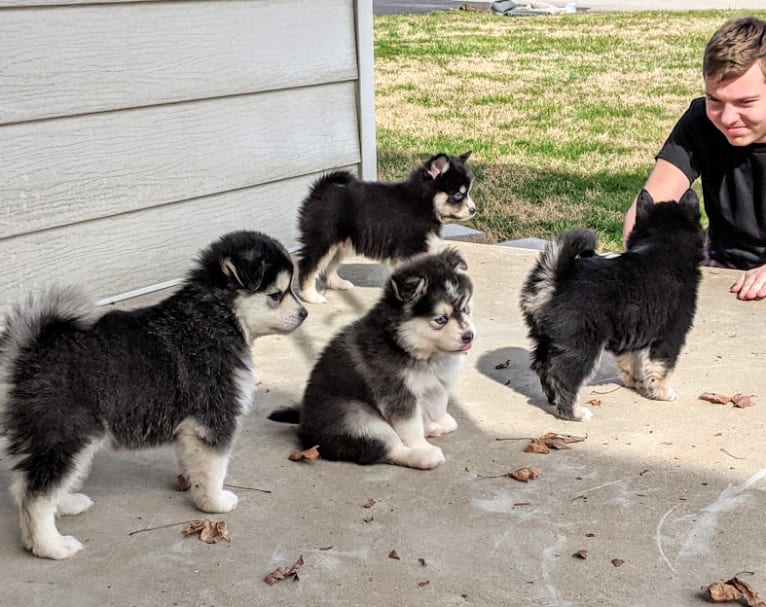 Rush, a Siberian Husky and Pomeranian mix tested with EmbarkVet.com