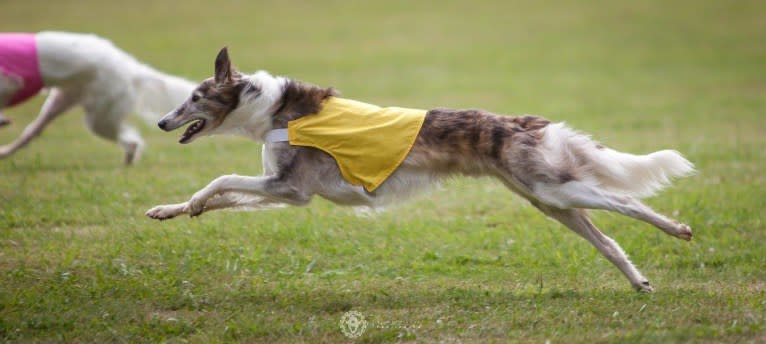 Woofie, a Silken Windhound tested with EmbarkVet.com