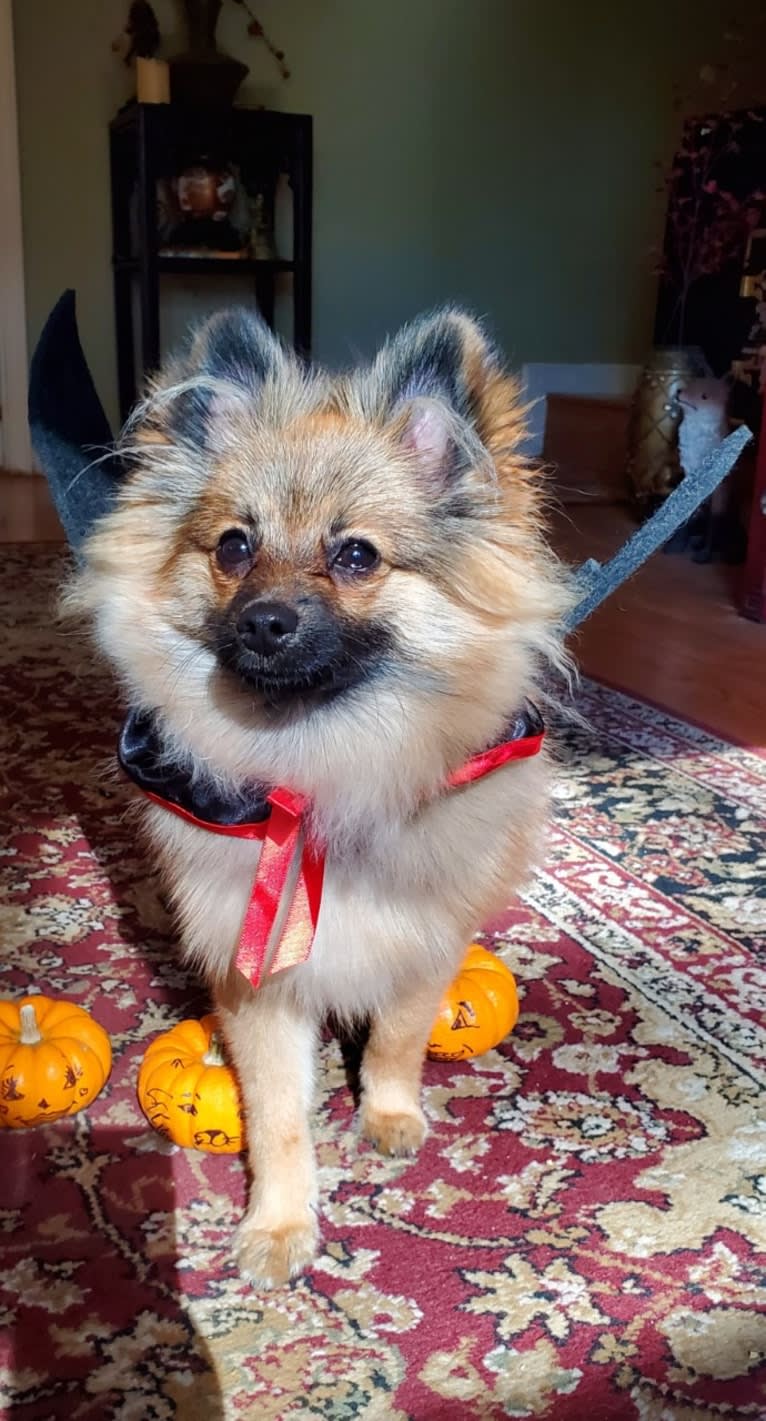 Grizzy, a Pomeranian tested with EmbarkVet.com