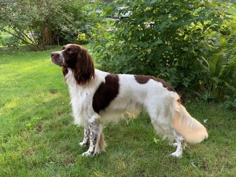 Vasco de Gama d'Arthémis, a French Spaniel tested with EmbarkVet.com