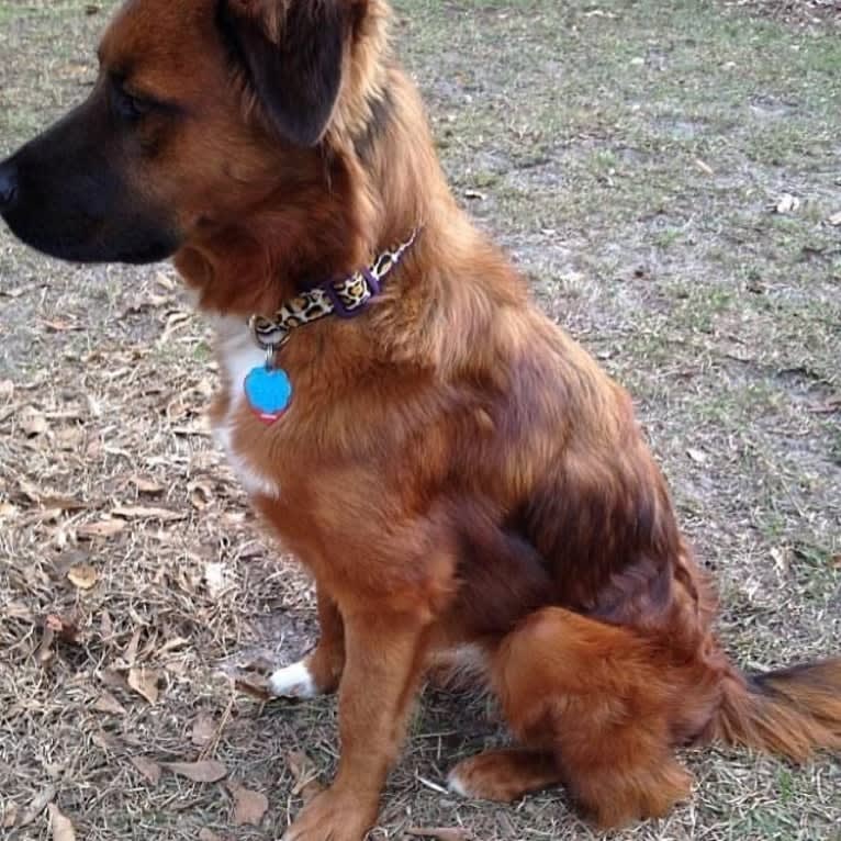 Alice Bear, a Chow Chow and Labrador Retriever mix tested with EmbarkVet.com