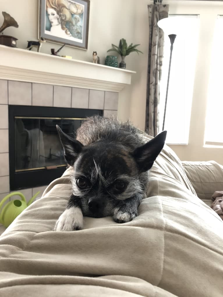 Junebug, a Boston Terrier and Shih Tzu mix tested with EmbarkVet.com