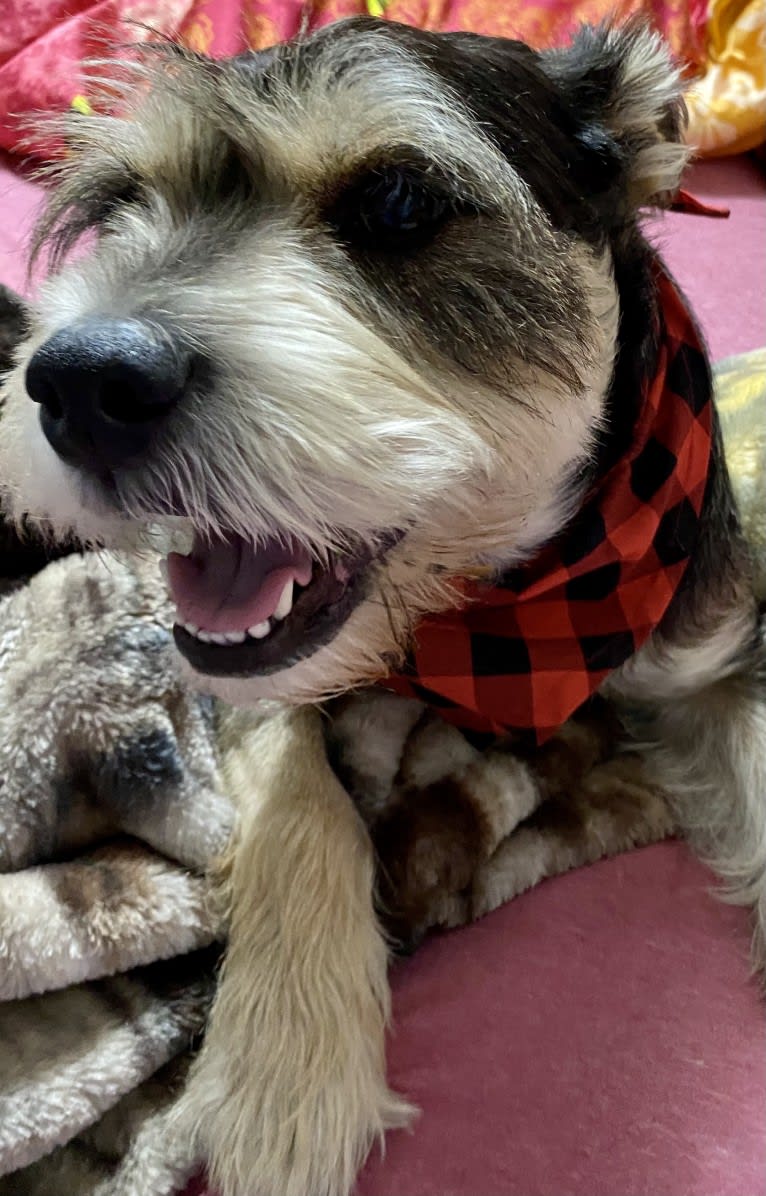 Bruno, a Bulldog and Miniature Schnauzer mix tested with EmbarkVet.com