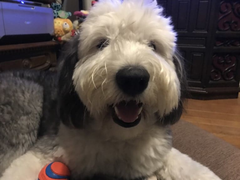 Winston, an Old English Sheepdog tested with EmbarkVet.com