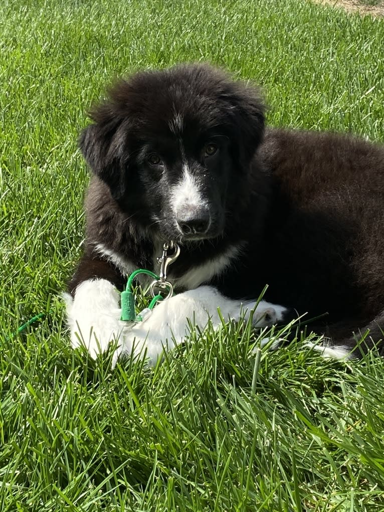 Bowie, a Great Pyrenees and Australian Shepherd mix tested with EmbarkVet.com