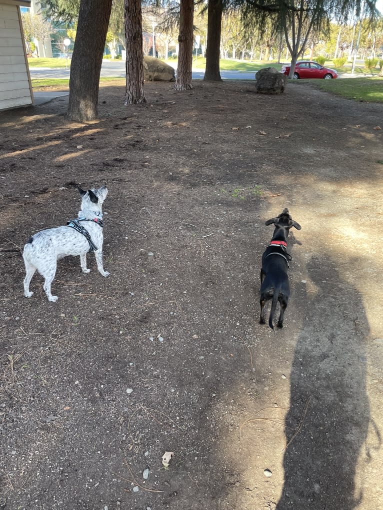 Zelda, an Australian Cattle Dog and Chihuahua mix tested with EmbarkVet.com