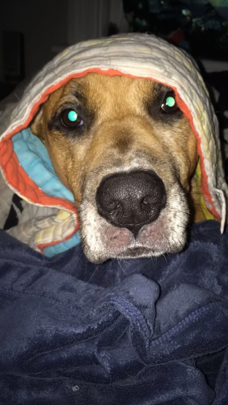 Photo of Bodhi, a Boxer, Staffordshire Terrier, and Labrador Retriever mix in Cincinnati, Ohio, USA