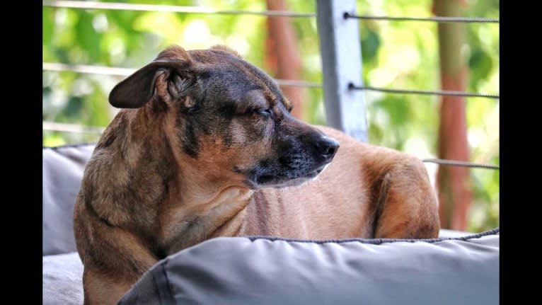 Rico, an American Village Dog tested with EmbarkVet.com