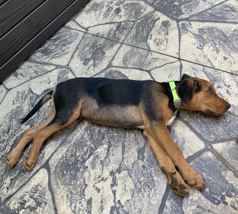 Sullivan, an American Foxhound and Labrador Retriever mix tested with EmbarkVet.com