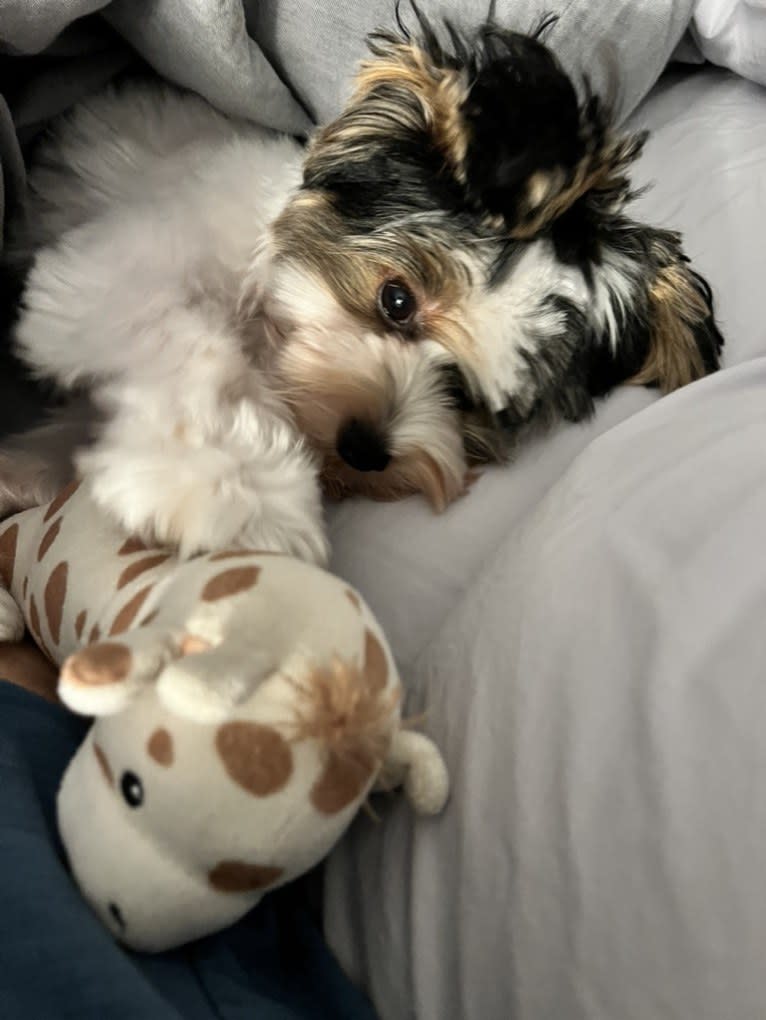 Jasper Hwang, a Biewer Terrier tested with EmbarkVet.com