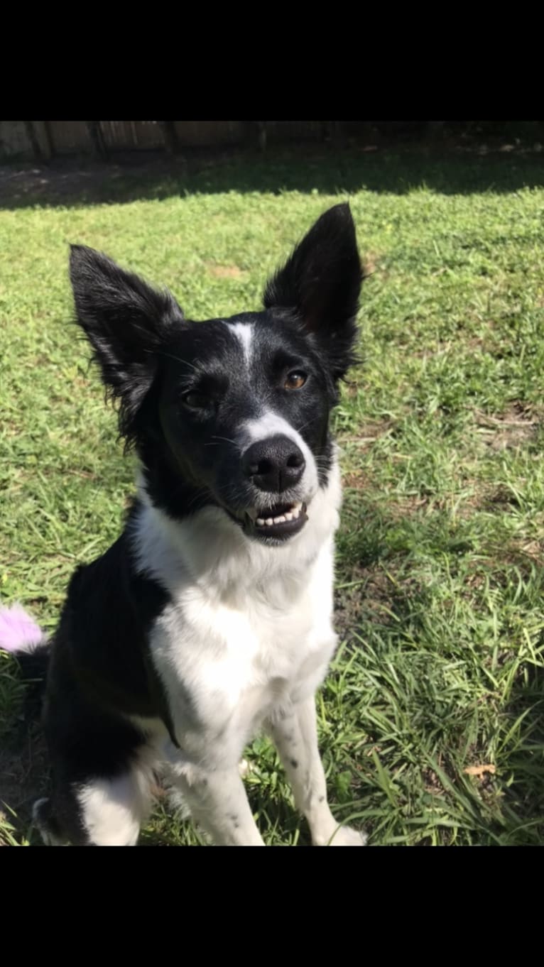 Finch, a Border Collie and American Eskimo Dog mix tested with EmbarkVet.com