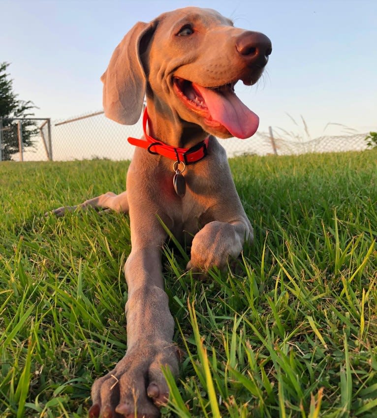 Arya the Weim, a Weimaraner tested with EmbarkVet.com