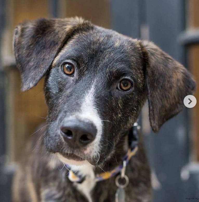Kaiser, an American Pit Bull Terrier and Labrador Retriever mix tested with EmbarkVet.com