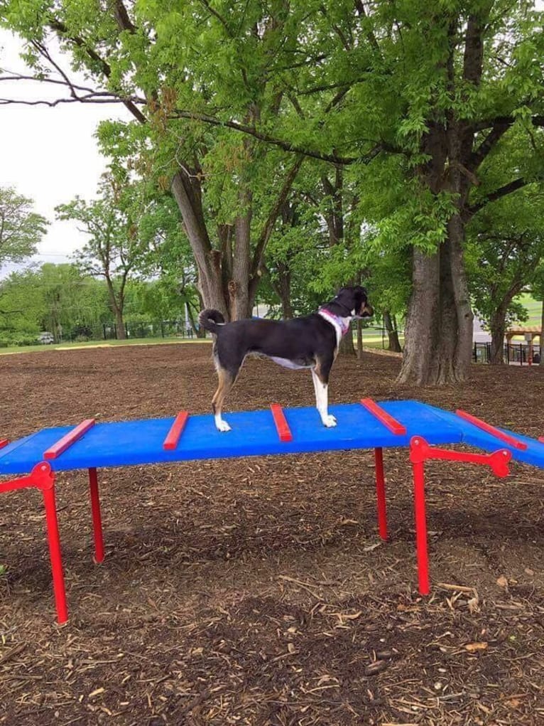 Gypsy, a Siberian Husky and American Pit Bull Terrier mix tested with EmbarkVet.com