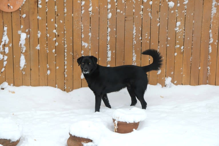 Riley, a Weimaraner and Labrador Retriever mix tested with EmbarkVet.com