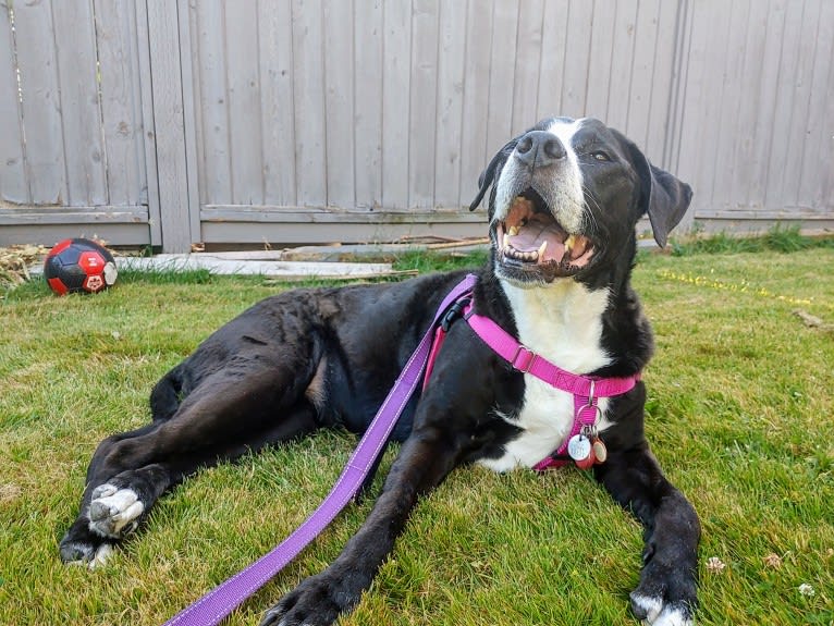 Kona, an American Bully and Bernese Mountain Dog mix tested with EmbarkVet.com