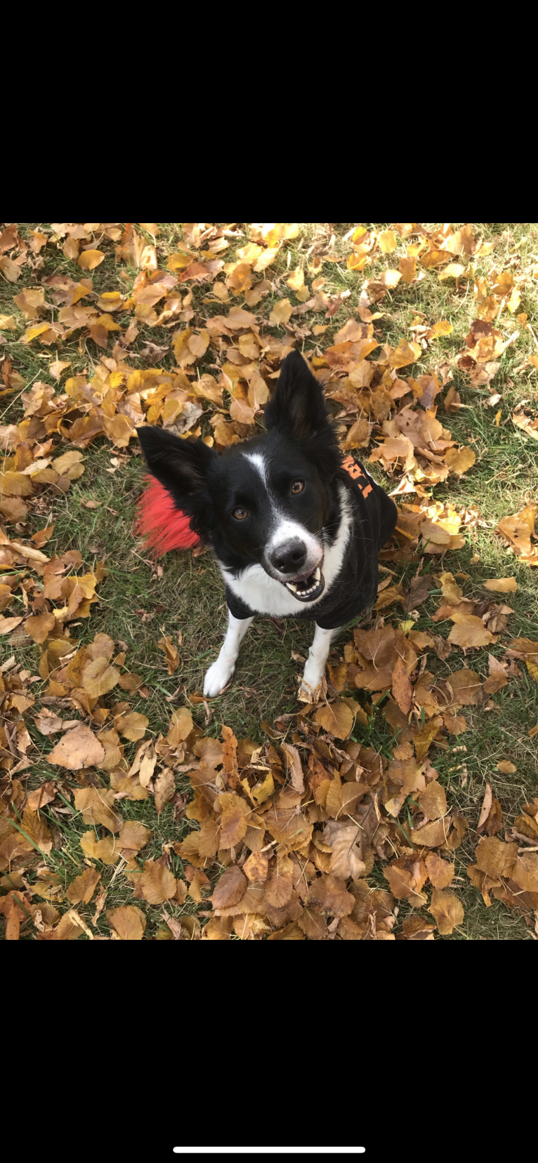 Finch, a Border Collie and American Eskimo Dog mix tested with EmbarkVet.com