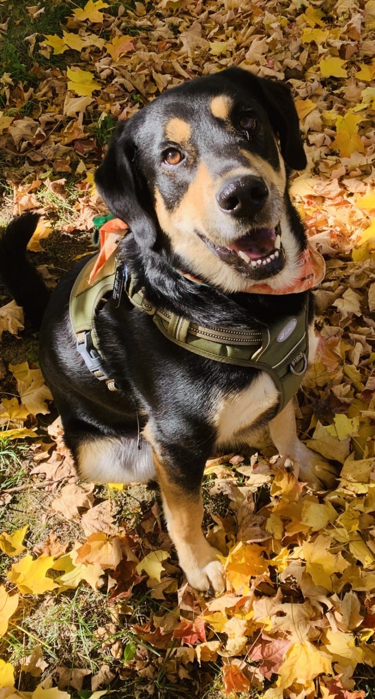 Chief, a Great Pyrenees and Golden Retriever mix tested with EmbarkVet.com