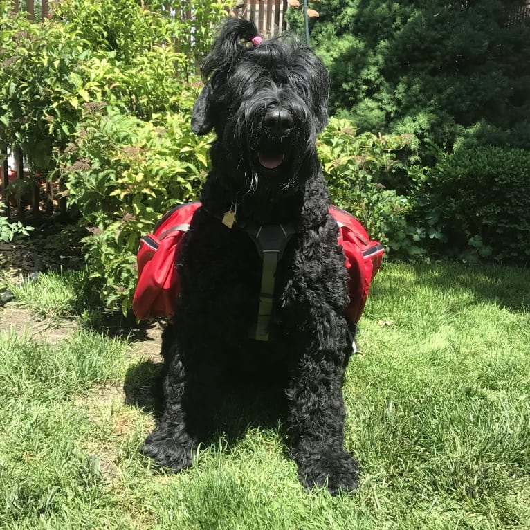 Lima, a Black Russian Terrier tested with EmbarkVet.com