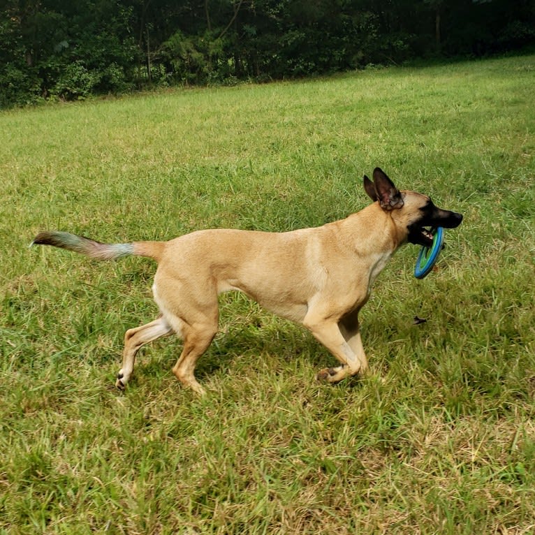 Greta, a German Shepherd Dog and American Pit Bull Terrier mix tested with EmbarkVet.com