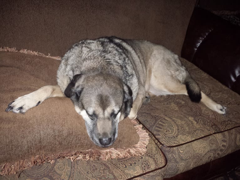 Fiona Emmy-Olivia LaRosa, a Neapolitan Mastiff and Australian Cattle Dog mix tested with EmbarkVet.com