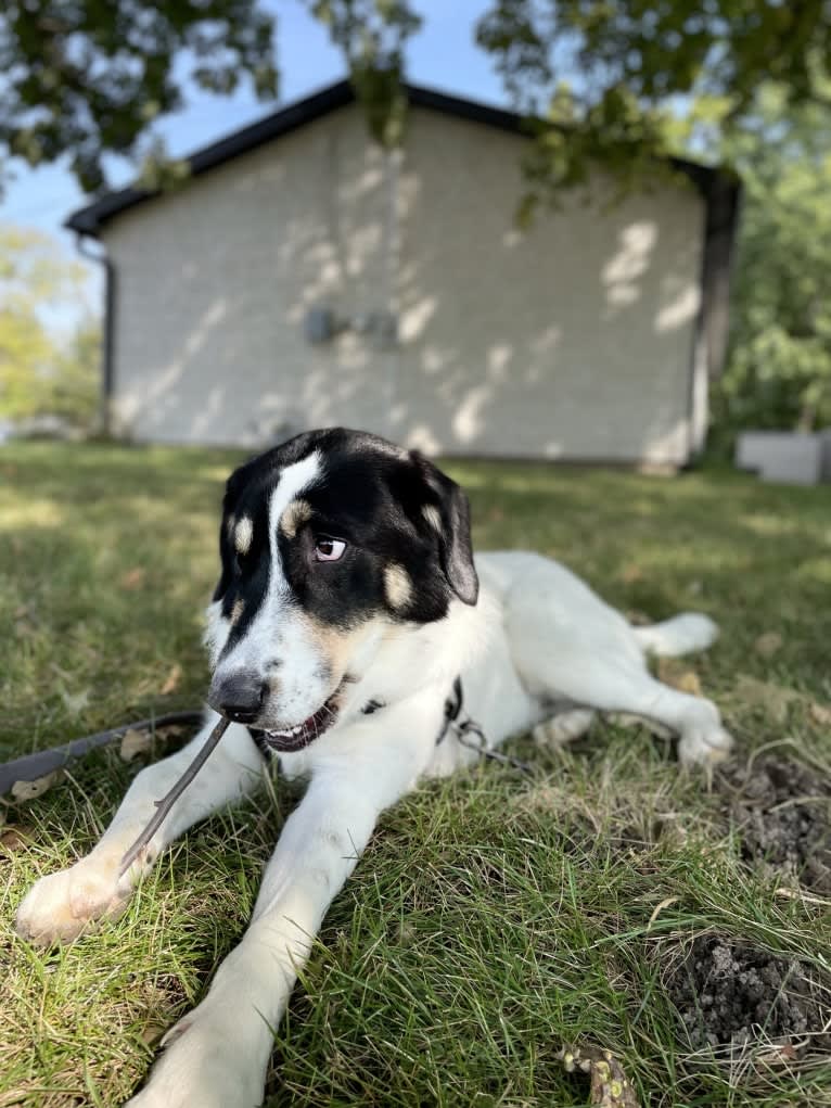 Auggie, an Australian Cattle Dog and Great Pyrenees mix tested with EmbarkVet.com