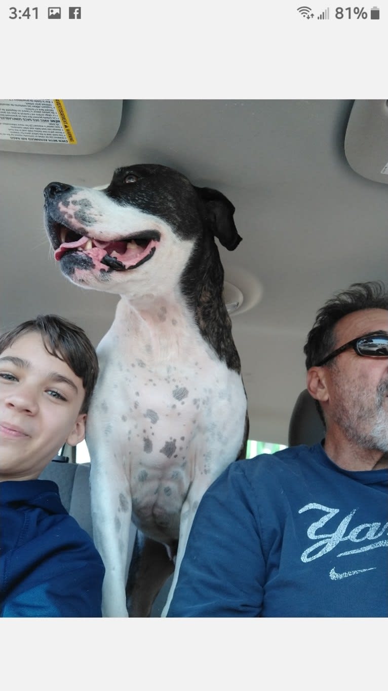 Photo of cayden, an American Pit Bull Terrier, American Bulldog, and Perro de Presa Canario mix in Jacksonville, Florida, USA