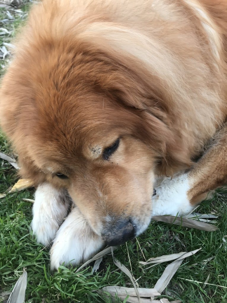 Hagrid, a Great Pyrenees and Rottweiler mix tested with EmbarkVet.com