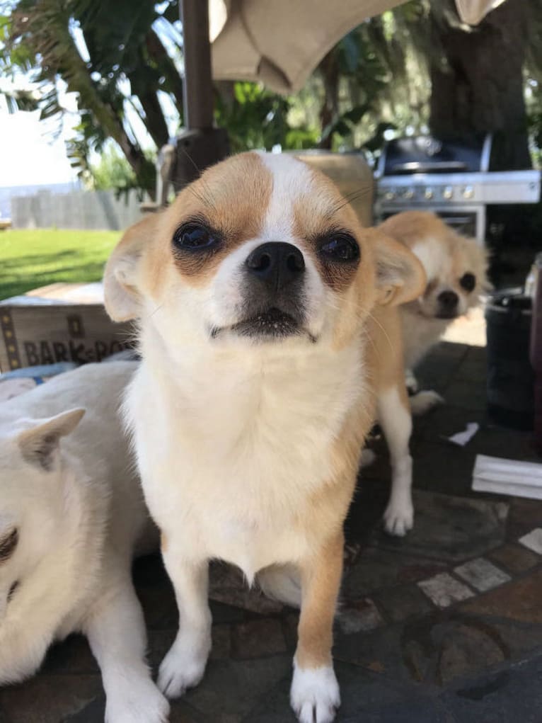 Sinnamon, a Chihuahua tested with EmbarkVet.com