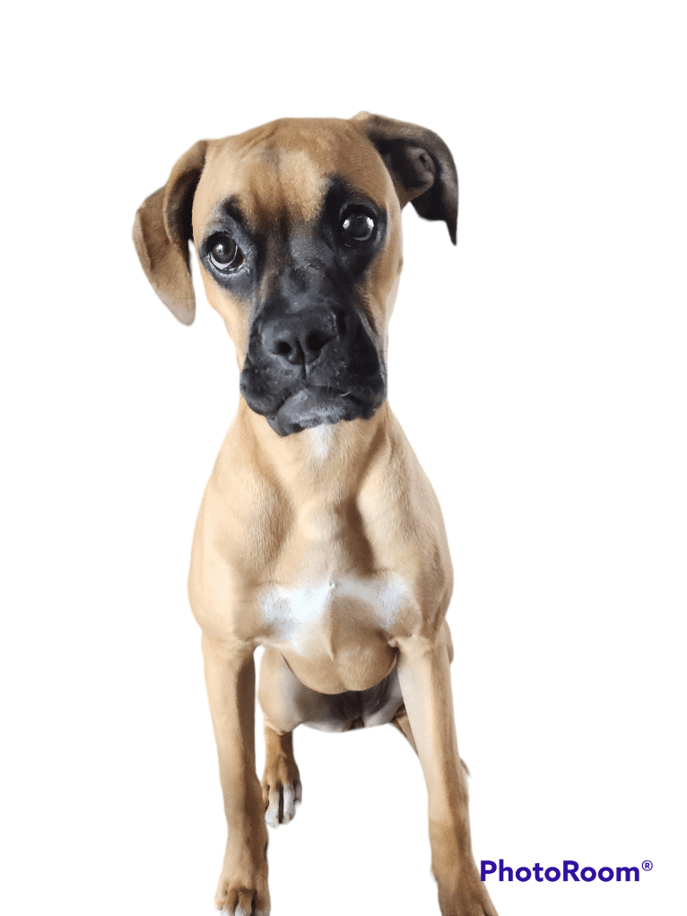 Tater, a Boxer and Bullmastiff mix tested with EmbarkVet.com