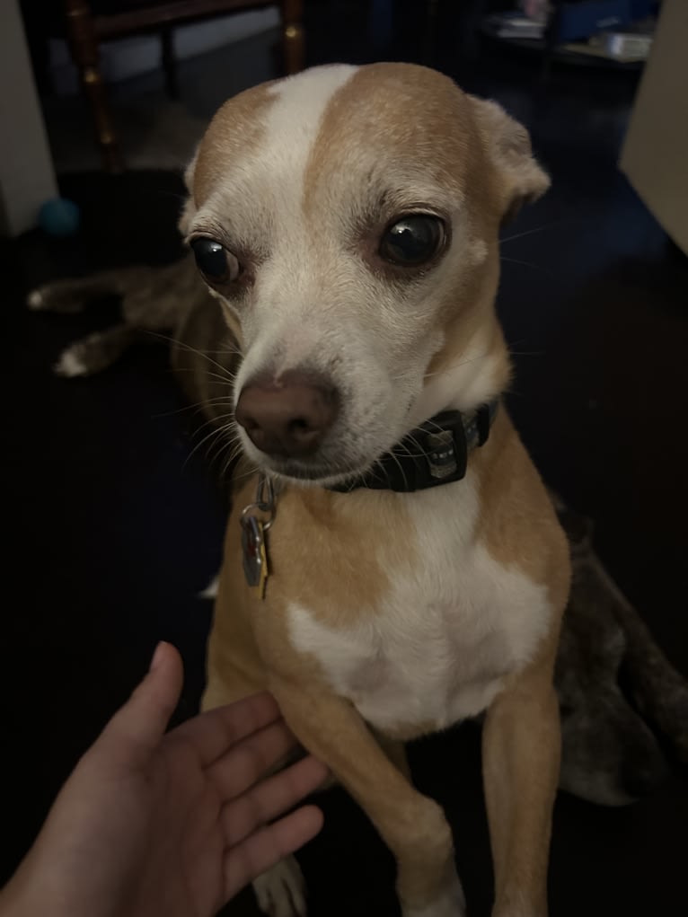 Milo, a Chihuahua and Russell-type Terrier mix tested with EmbarkVet.com