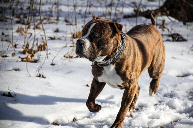 Loki, an American Pit Bull Terrier (4.7% unresolved) tested with EmbarkVet.com