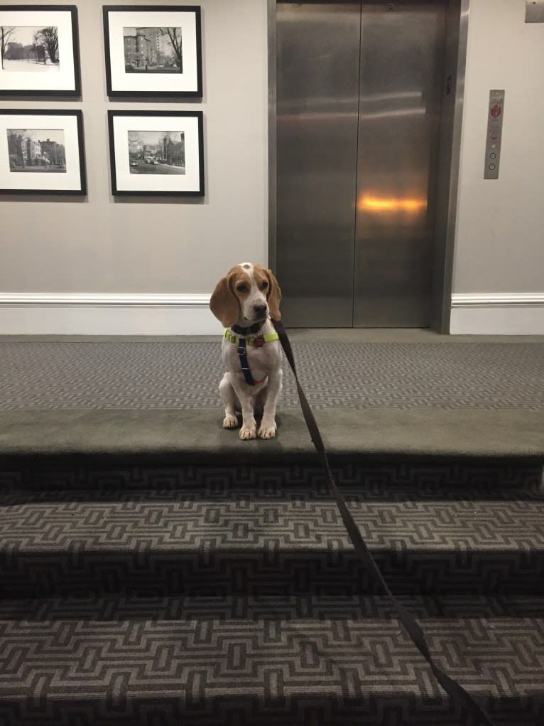 Spencer, a Beagle tested with EmbarkVet.com