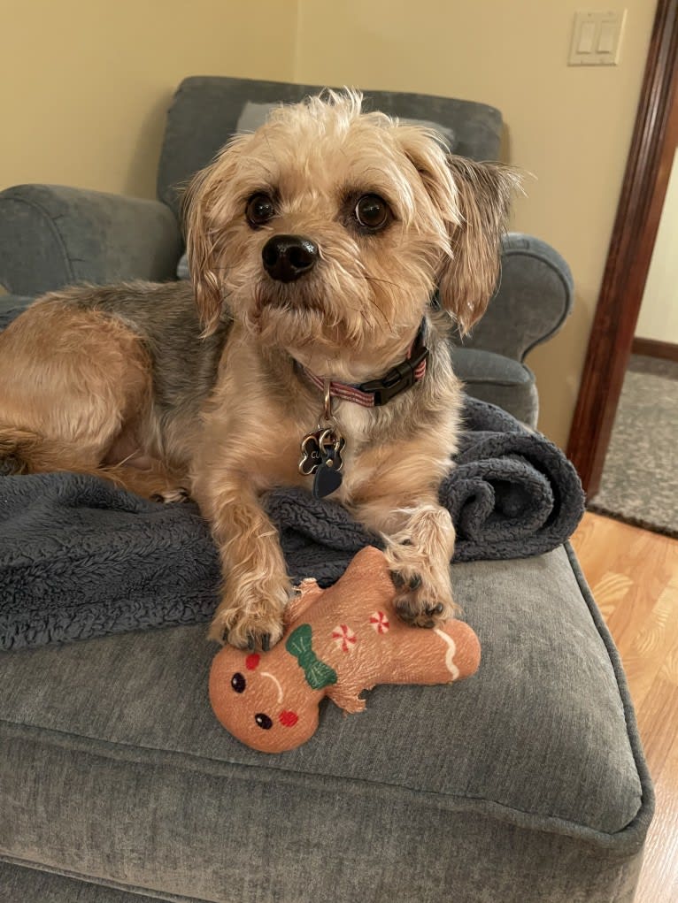 Cullen, a Chihuahua and Poodle (Small) mix tested with EmbarkVet.com