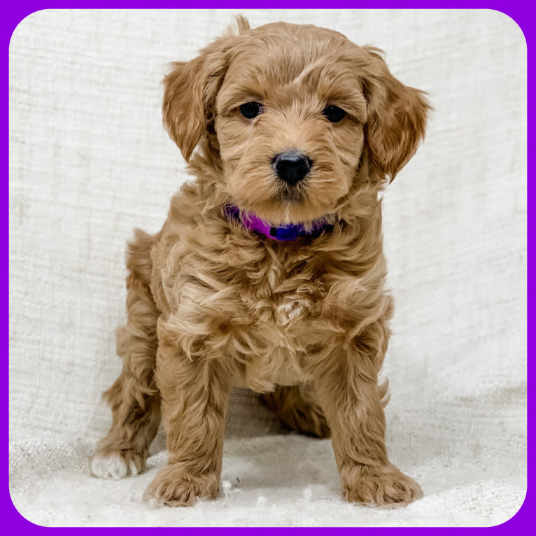 Minnie, a Goldendoodle tested with EmbarkVet.com