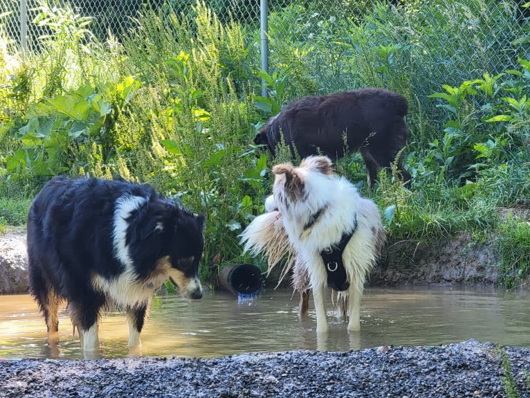 Korra, an Australian Shepherd tested with EmbarkVet.com